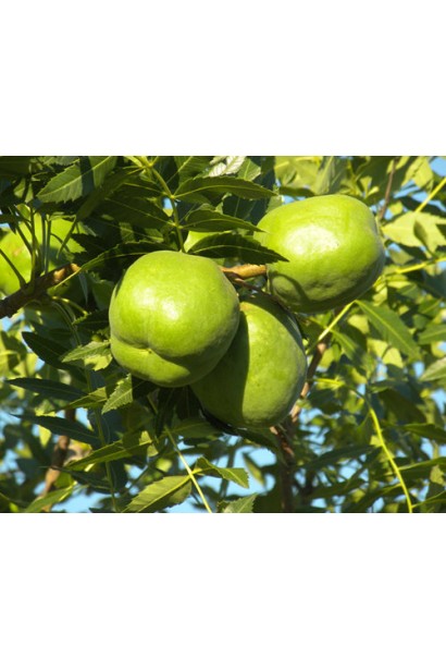 Жовторіг горобинолистий плоди